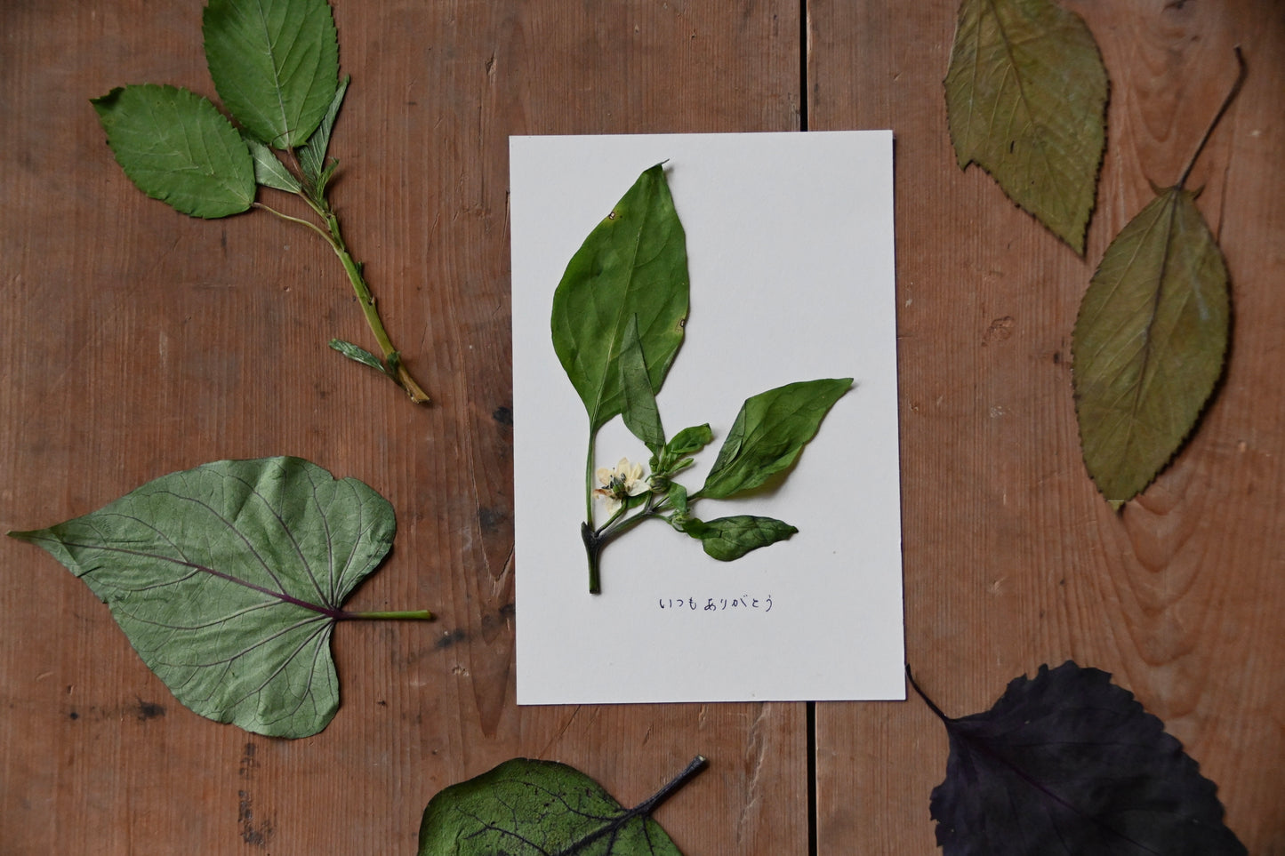 夏のギフトbox Mサイズ