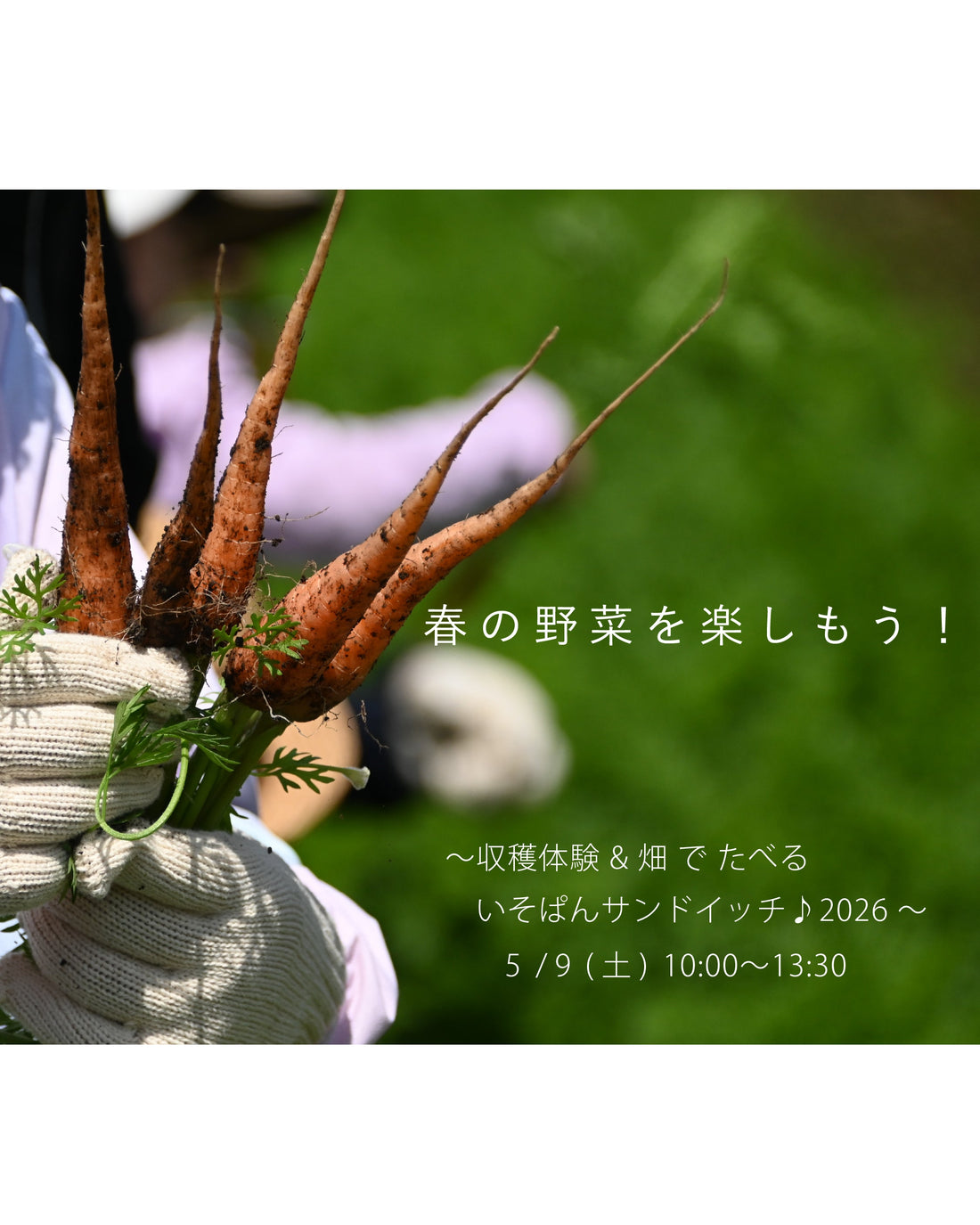 春の野菜を楽しもう！ ~ 収穫体験 & 畑 で たべる いそぱんサンドイッチ♪ 2026  ~